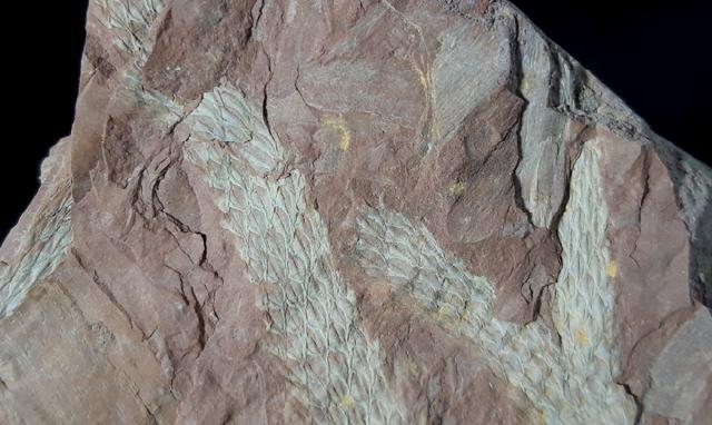 Lepidodendron aculeatum STERNBERG 1820 - Bild © FossNet FossilienStore
